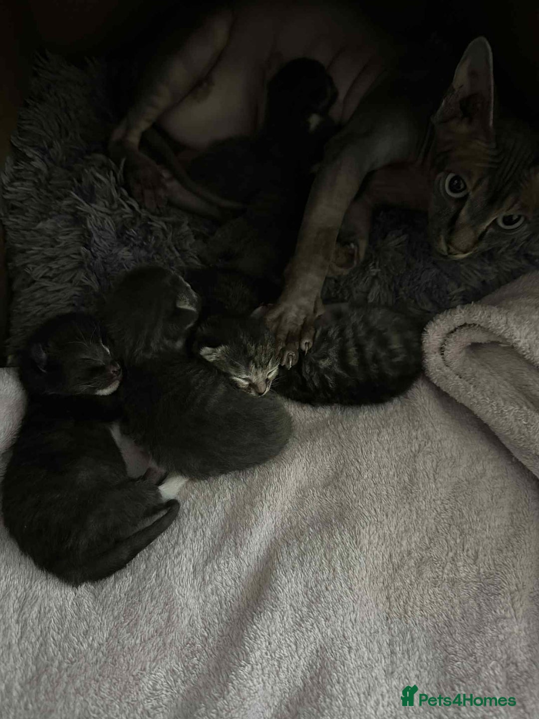 British Shorthair cats for sale: British Short kittens - Image 24