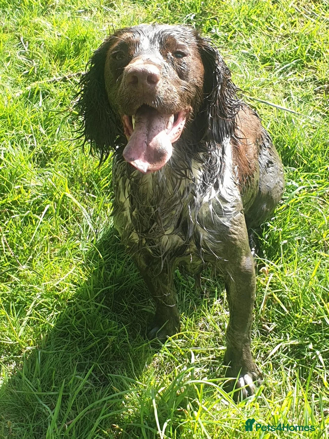 English Springer Spaniel dogs for stud: Working English Springer Spaniel Stud Health Test in Chelmsford - Advert 8