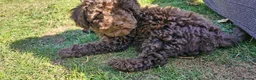 Toy Poodle dogs for sale: KC REG CHOCOLATE TOY POODLE PUPPYS  - Advert 18