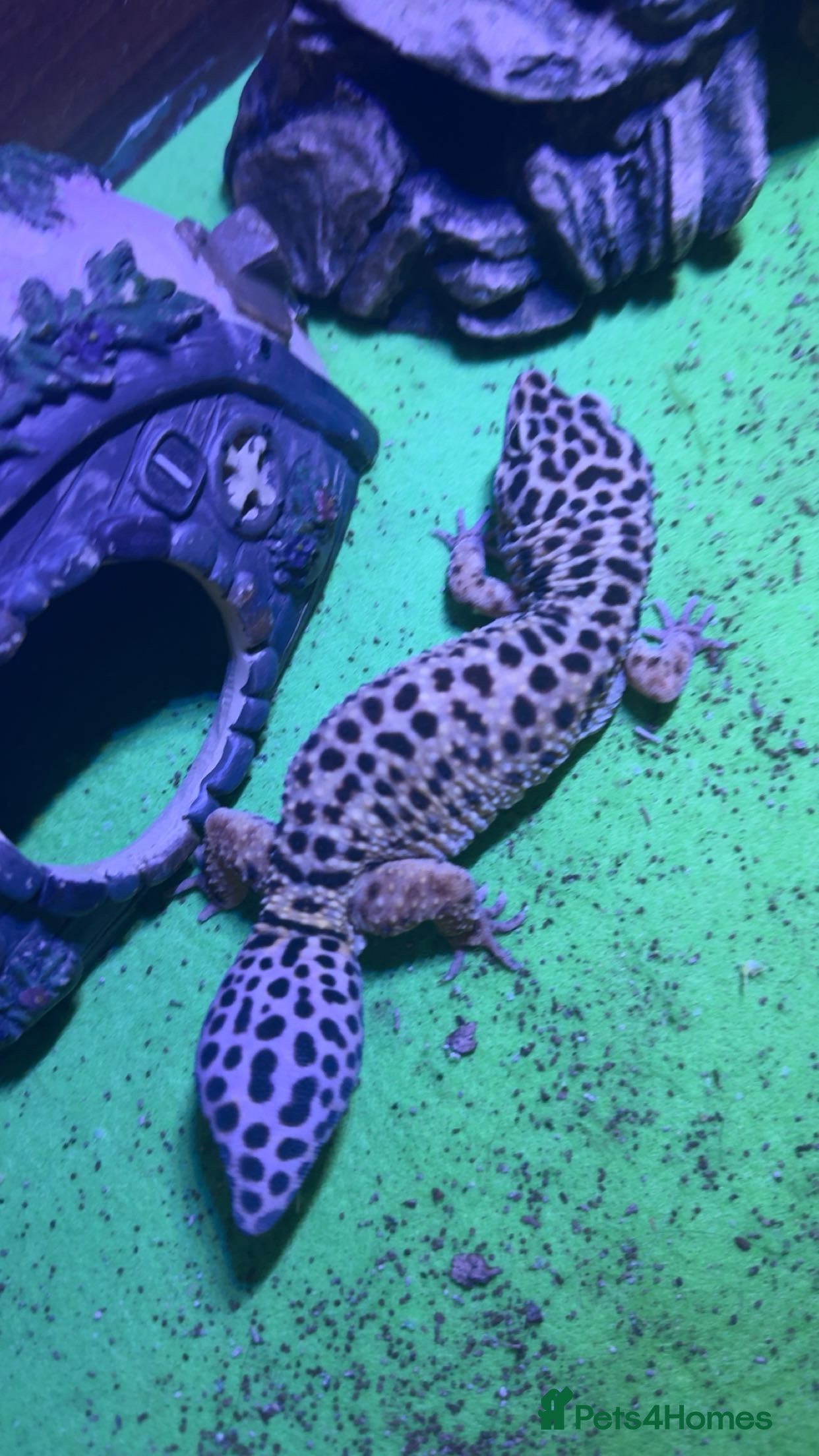 Leopard Gecko reptiles Leopard geko’s - Advert 1