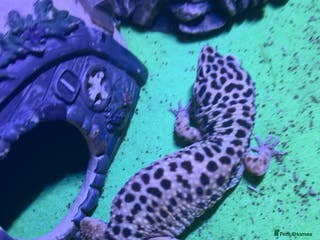 Leopard Gecko reptiles Leopard geko’s - Advert 2