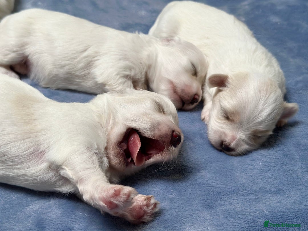 Maltese dogs for sale: Maltese puppies 🐶 - Image 4