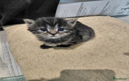 Maine Coon cats for sale: Kittens for sale half main coon - Image 17