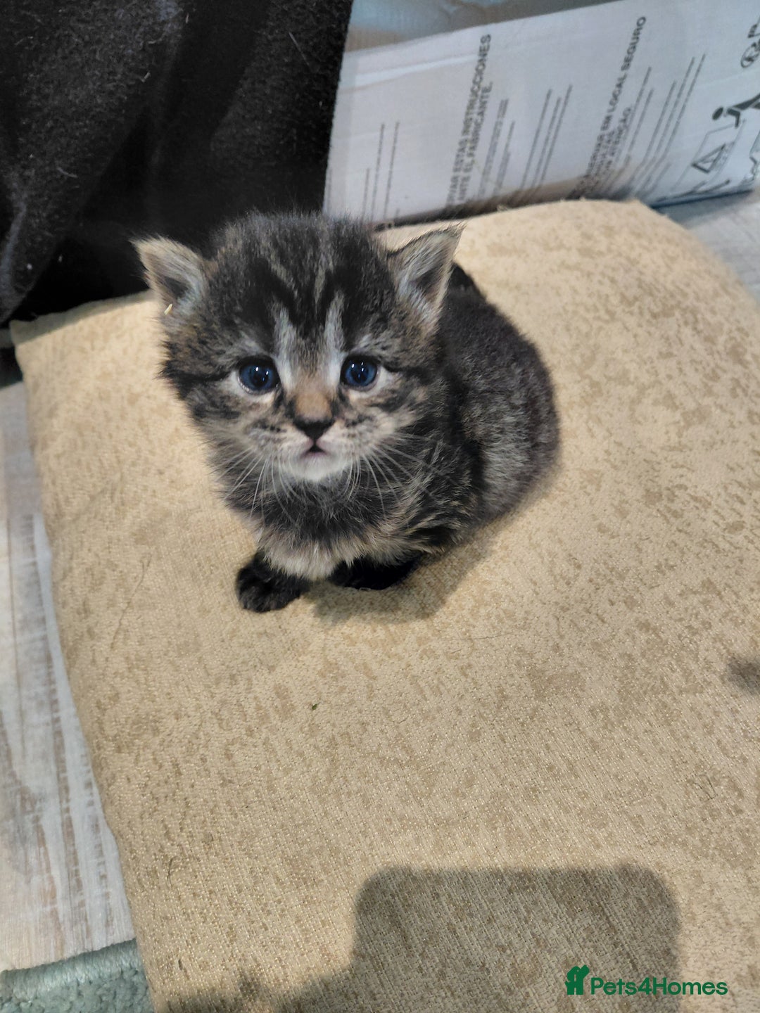 Maine Coon cats for sale: Kittens for sale half main coon - Image 17