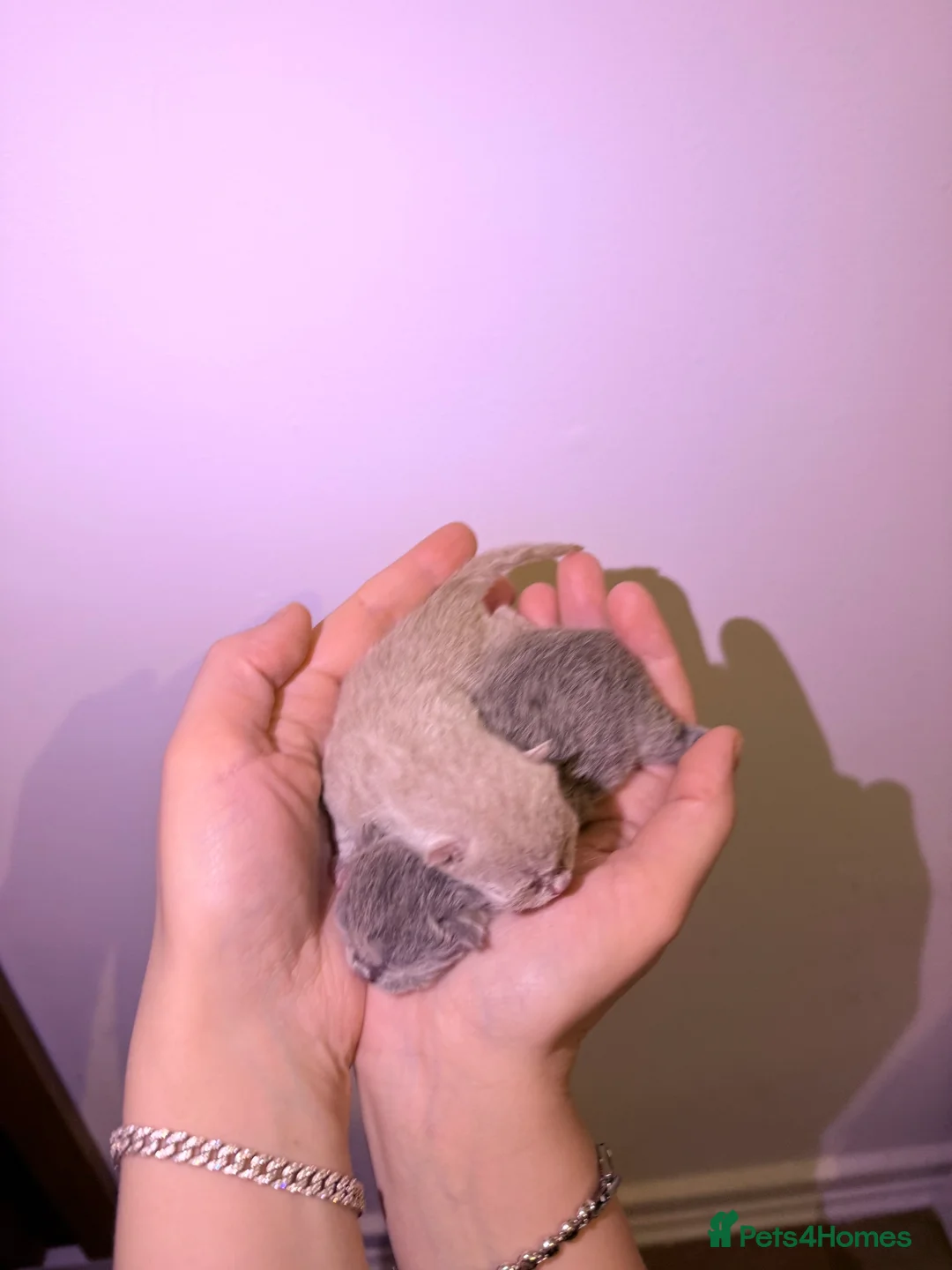 British Shorthair cats for sale: 2x 100% Pure Pedigree Champion line Bsh Kittens - Advert 5