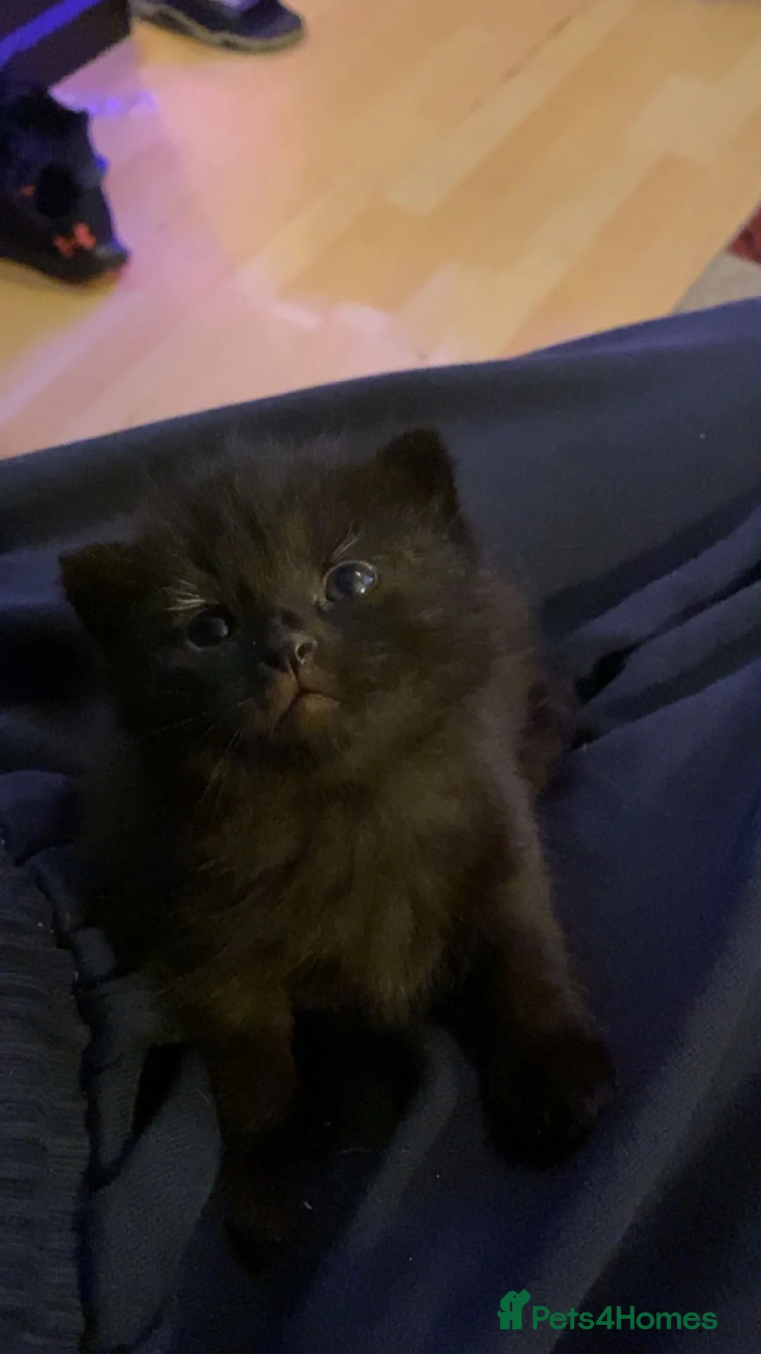 Mixed Breed cats for sale: Please read full ad - Advert 6