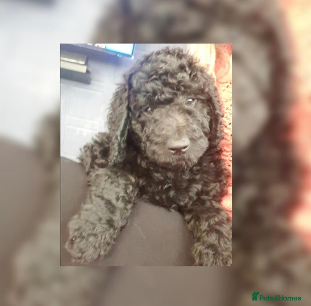 Labradoodle dogs for sale: F1B Standard Labradoodle Puppies 🐾💕 - Advert 13