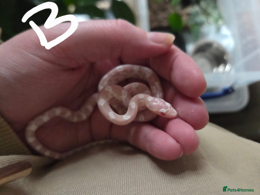 Corn Snake reptiles for sale: Hatchling Corn Snakes Snows CB25 - Advert 2