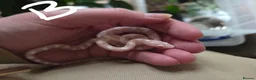 Corn Snake reptiles for sale: Hatchling Corn Snakes Snows CB25 - Advert 1