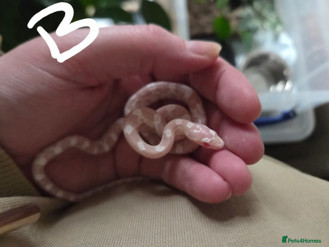 Corn Snake reptiles for sale: Hatchling Corn Snakes Snows CB25 - Advert 1