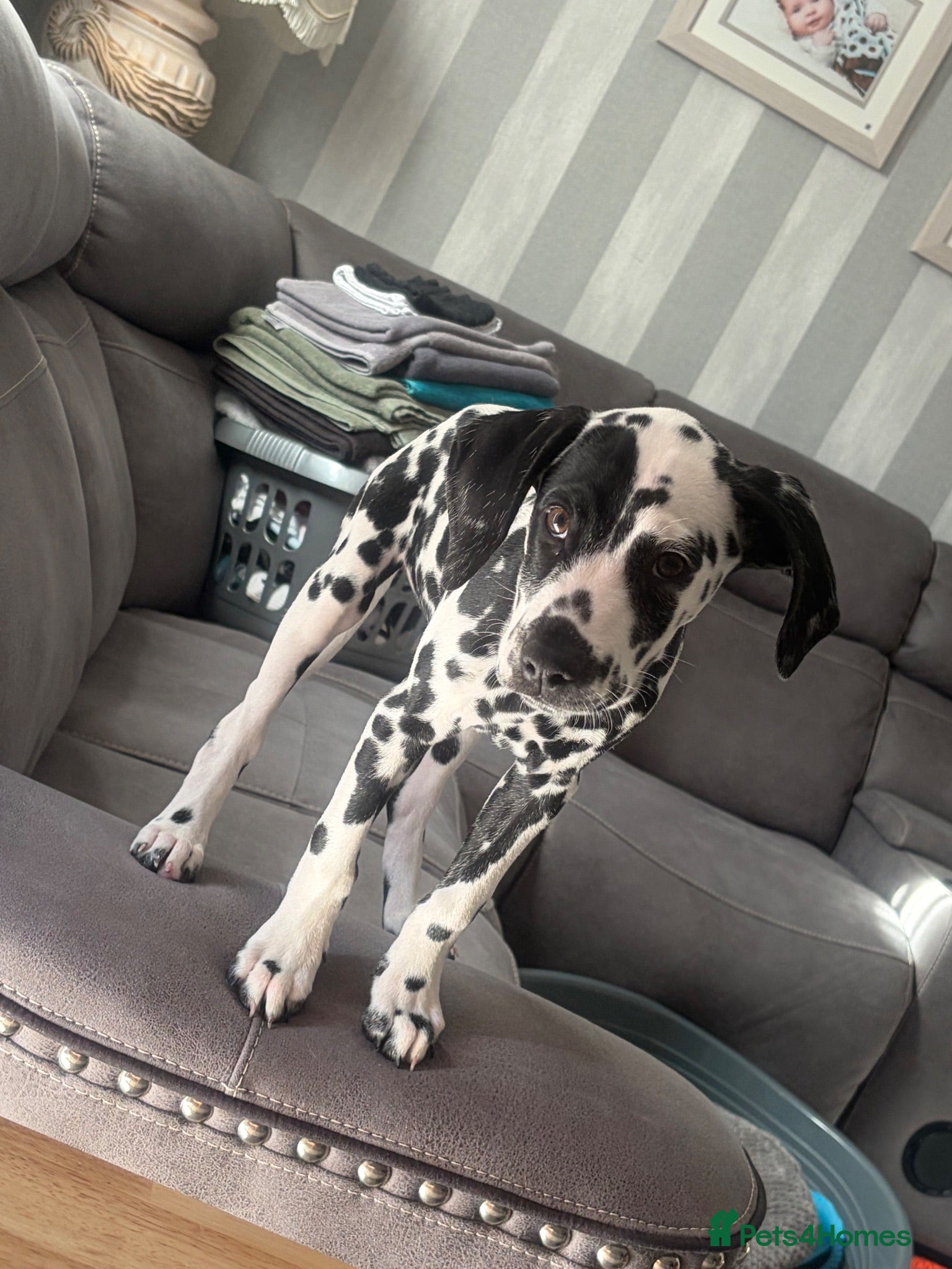 Dalmatian dogs 13 weeks old female Dalmatian puppy  - Advert 1