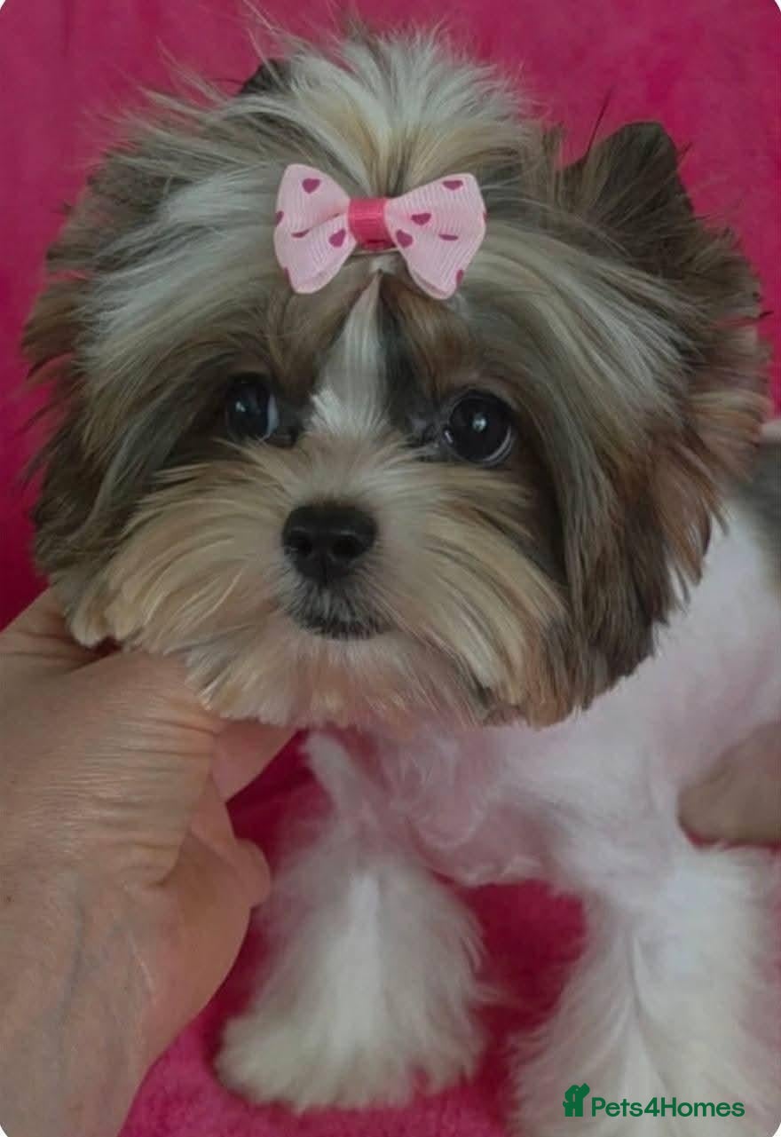 Yorkshire Terrier dogs Tiny Miniature Biewer Yorkie Girl – 9 Months - Advert 11