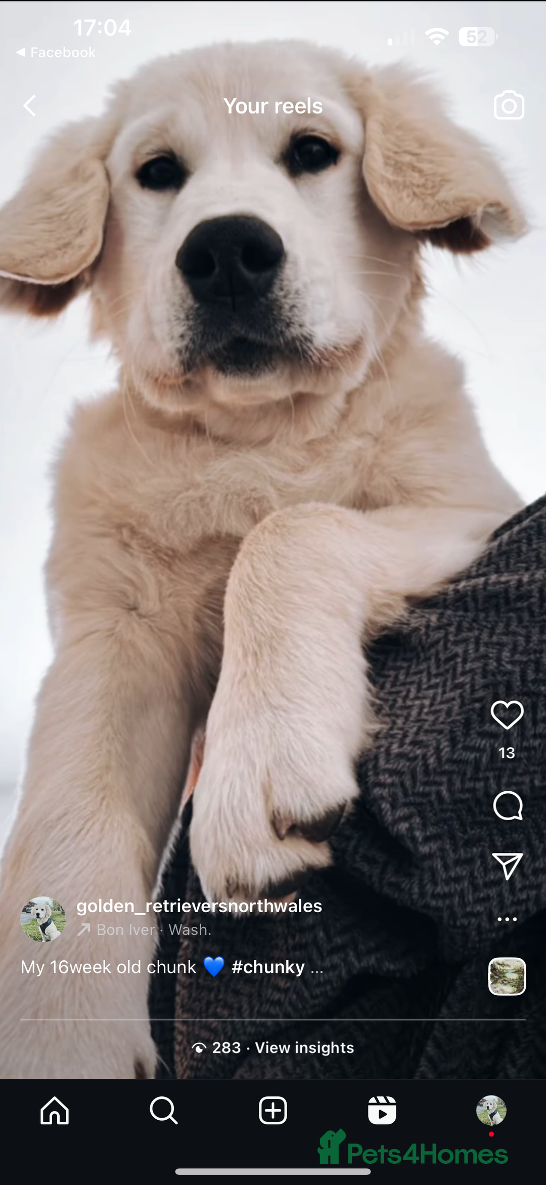 Golden Retriever dogs for stud: Bear -Now available for stud  - Advert 6