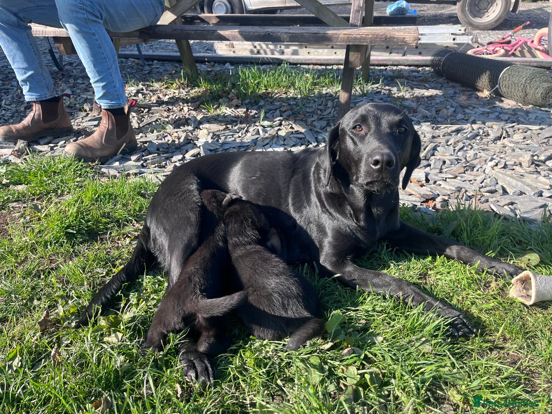 Labrador Retriever dogs for sale: Incredible repeat mating  - Image 6