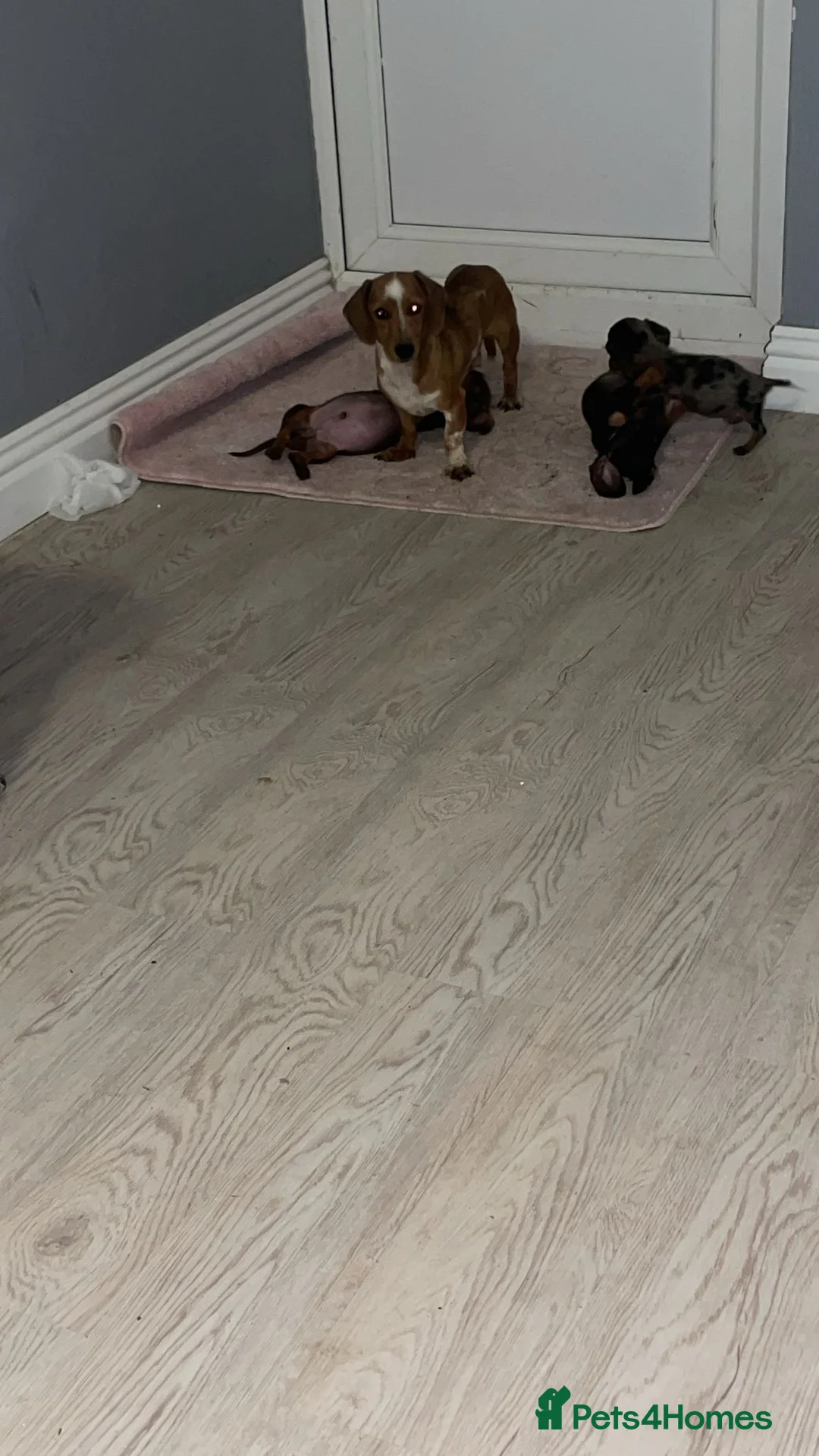 Miniature Dachshund dogs for sale: Smooth Haired Miniature Dachshund Puppies for Sale - Advert 9