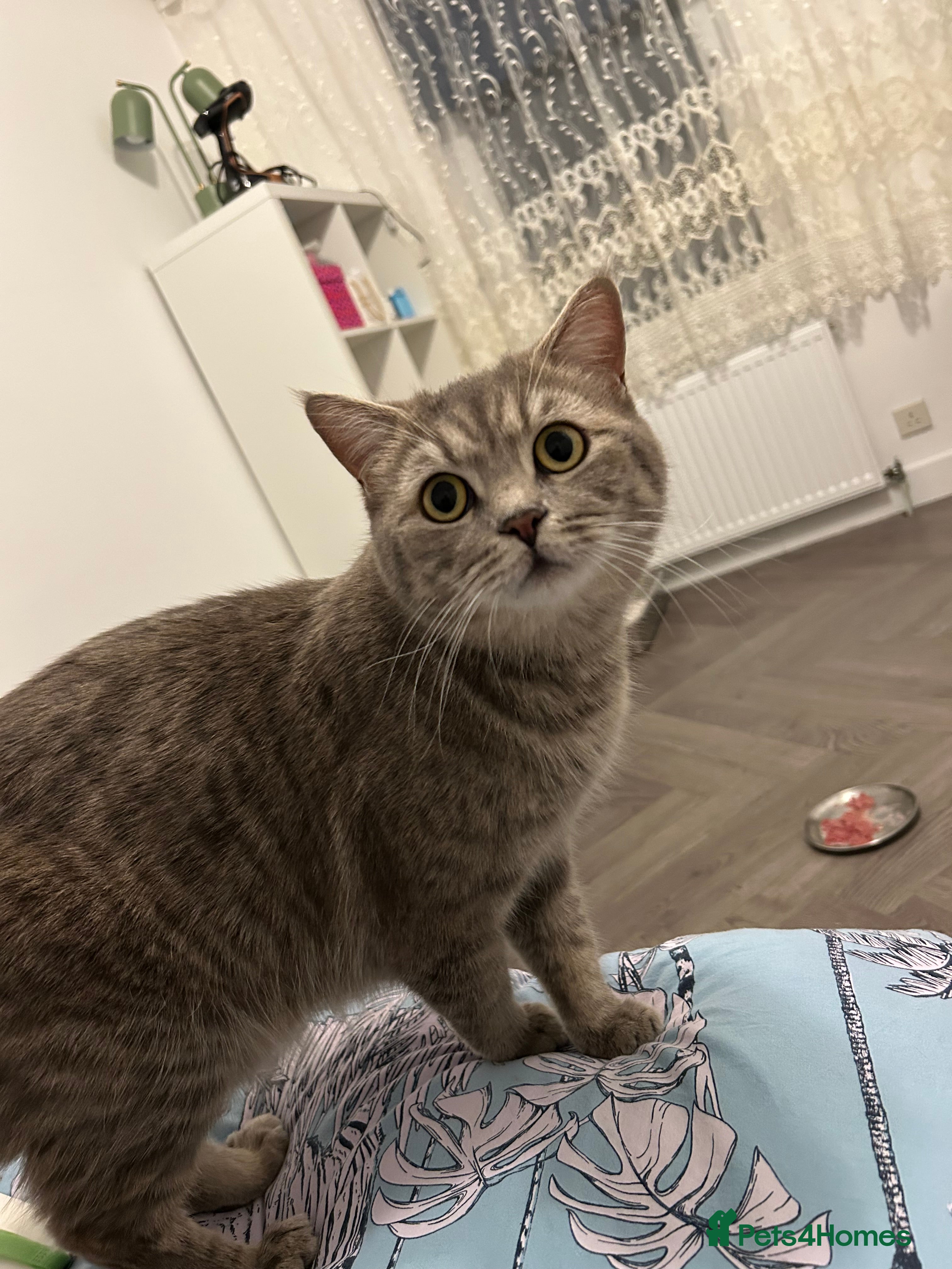 British Shorthair cats 🩷💙💜🧡♥️ BSH kittens - Advert 1