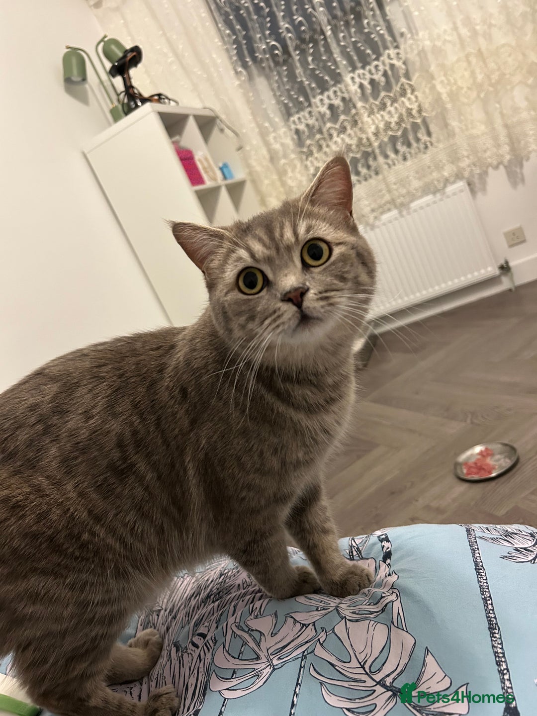 British Shorthair cats for sale: 🩷💙💜🧡♥️ BSH kittens - Advert 2