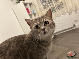 British Shorthair cats 🩷💙💜🧡♥️ BSH kittens - Advert 1