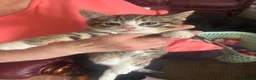 Mixed Breed cats for sale: Beautiful kitten  - Advert 4