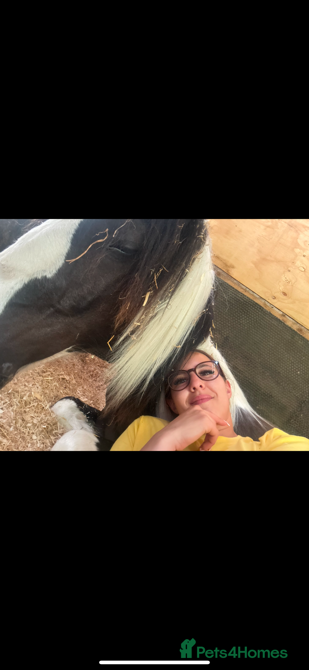 Irish Cob horses for sale: ✨Bombproof Colt In The Making!✨ - Image 2