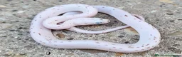 Corn Snake reptiles for sale: 2026 corn snakes - Advert 2