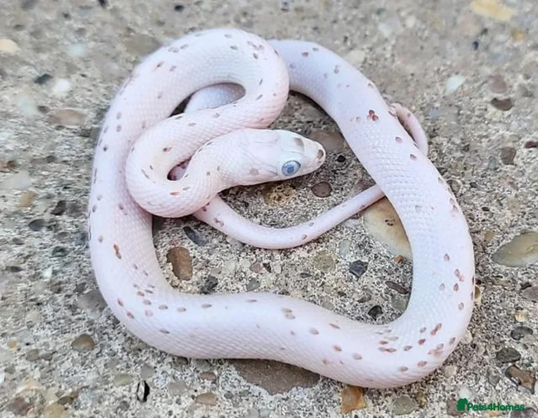 Corn Snake reptiles for sale: 2026 corn snakes - Advert 2