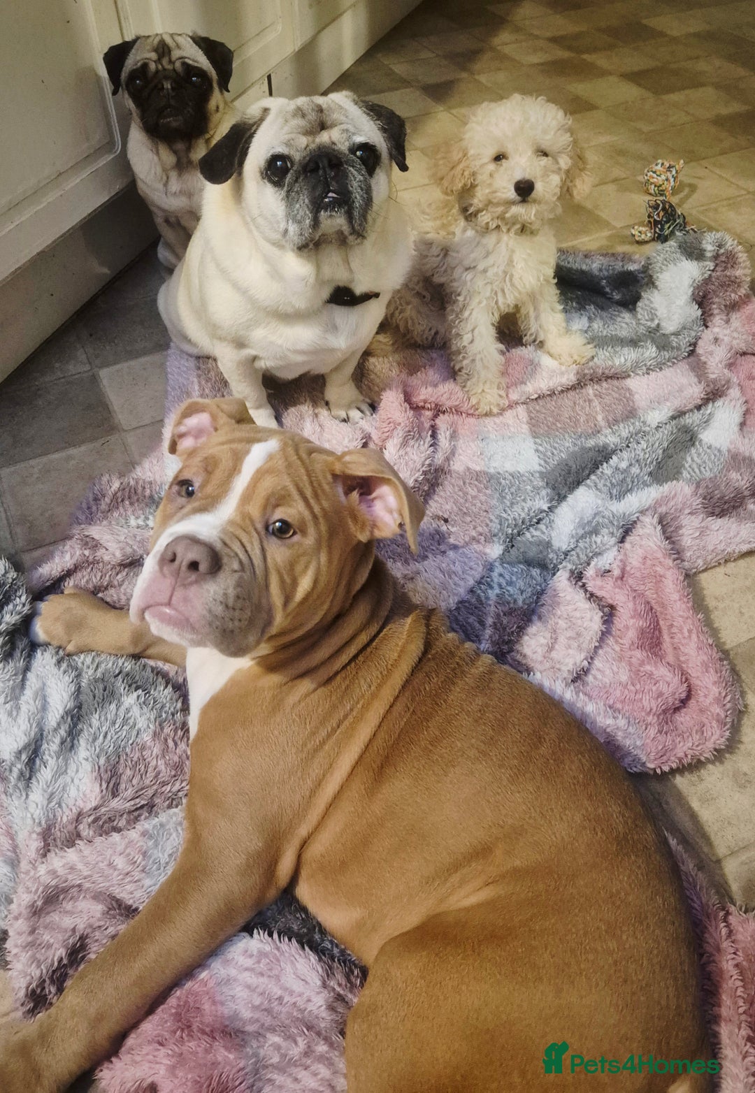 Maltipoo dogs for sale: Loving Home Needed for Maltipoo baby - Advert 2