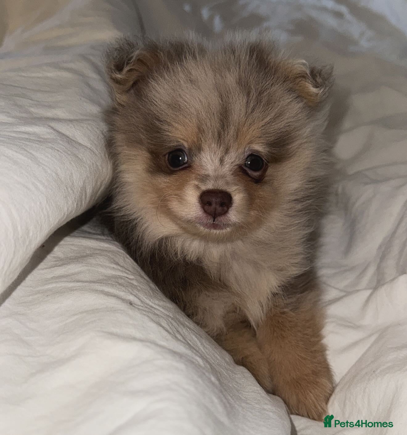 Pomeranian dogs Merle Pomeranian pup for sale  - Advert 2