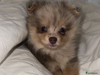 Pomeranian dogs Merle Pomeranian pup for sale - Advert 15