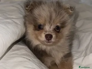 Pomeranian dogs Merle Pomeranian pup for sale - Advert 16