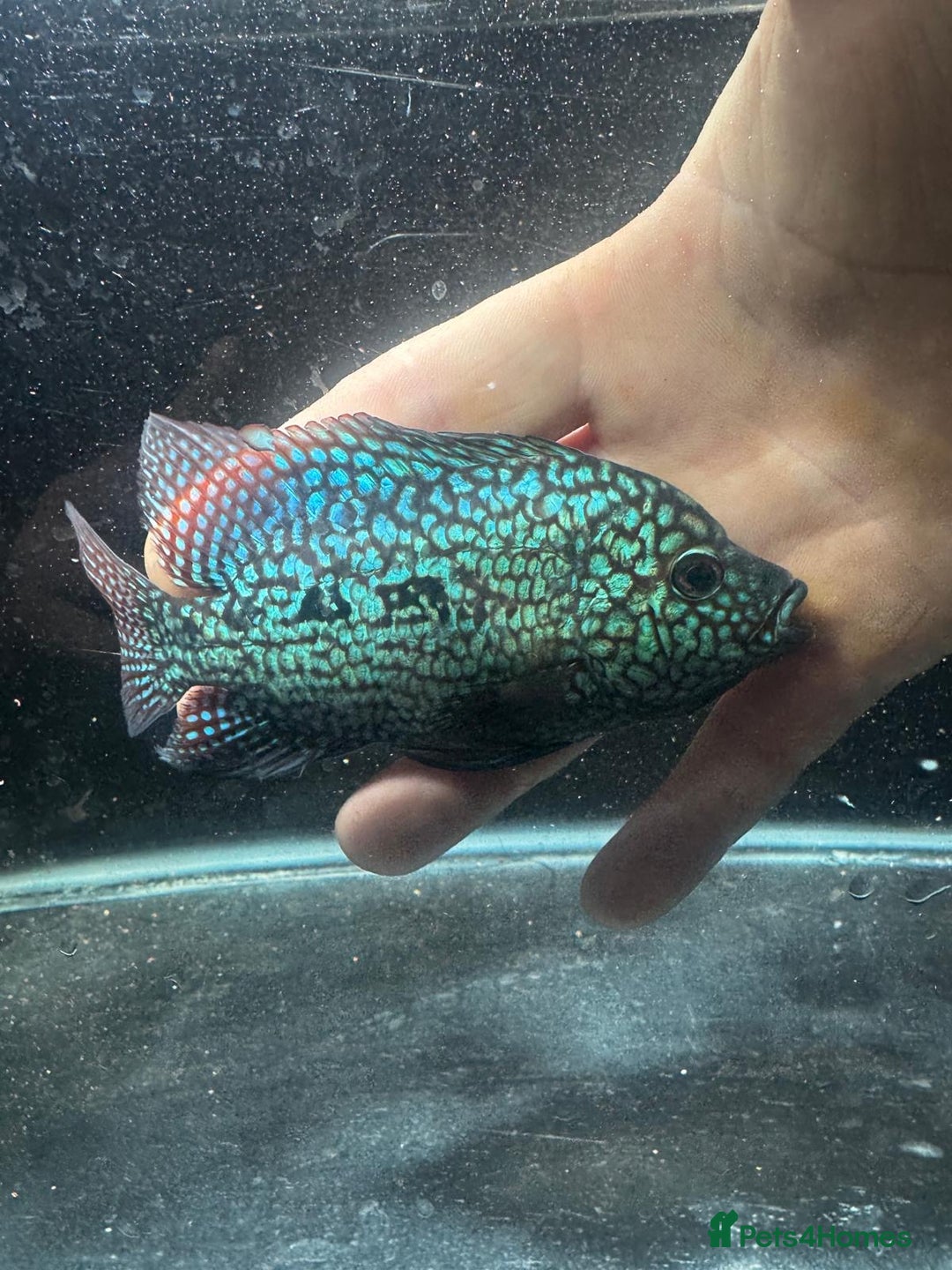 Cichlids fish for sale: Crystal parrot & srt - Advert 9