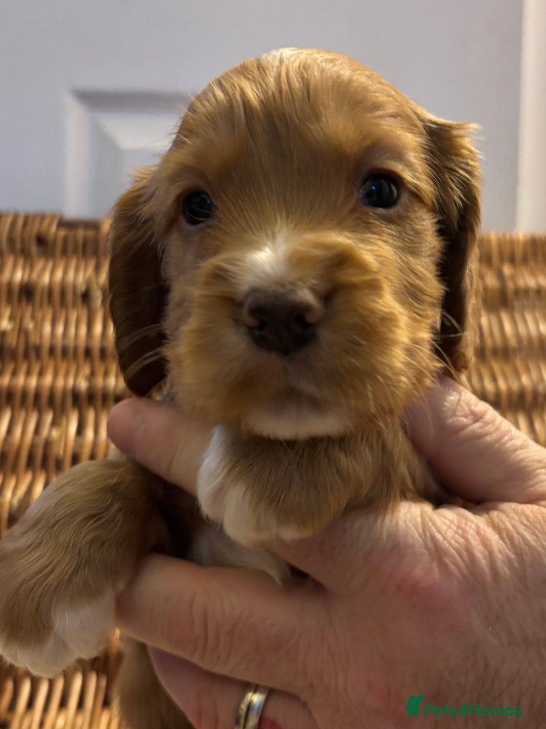 Cocker Spaniel dogs for sale: Working Cocker Spaniel Puppies - Advert 4