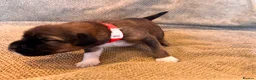 Mixed Breed dogs for sale: Tibetan Saint Puppies - 2nd Generation  - Advert 6