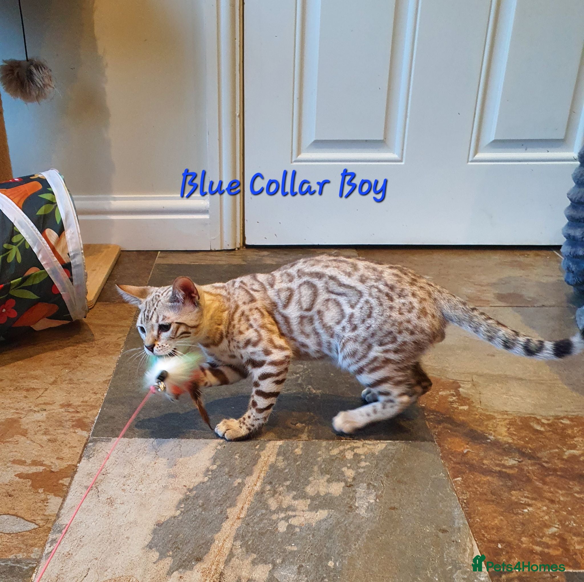 Bengal cats 💖Very Beautiful Tica Registered Bengal Kittens. - Advert 2