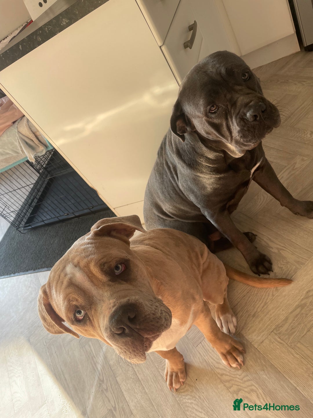 Blue Nose Pitbull Cane Corso Mix Puppy Corso Mix Pocket Cane Corso