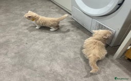 Ragdoll cats for sale: Persian x Ragdoll kittens - Image 13