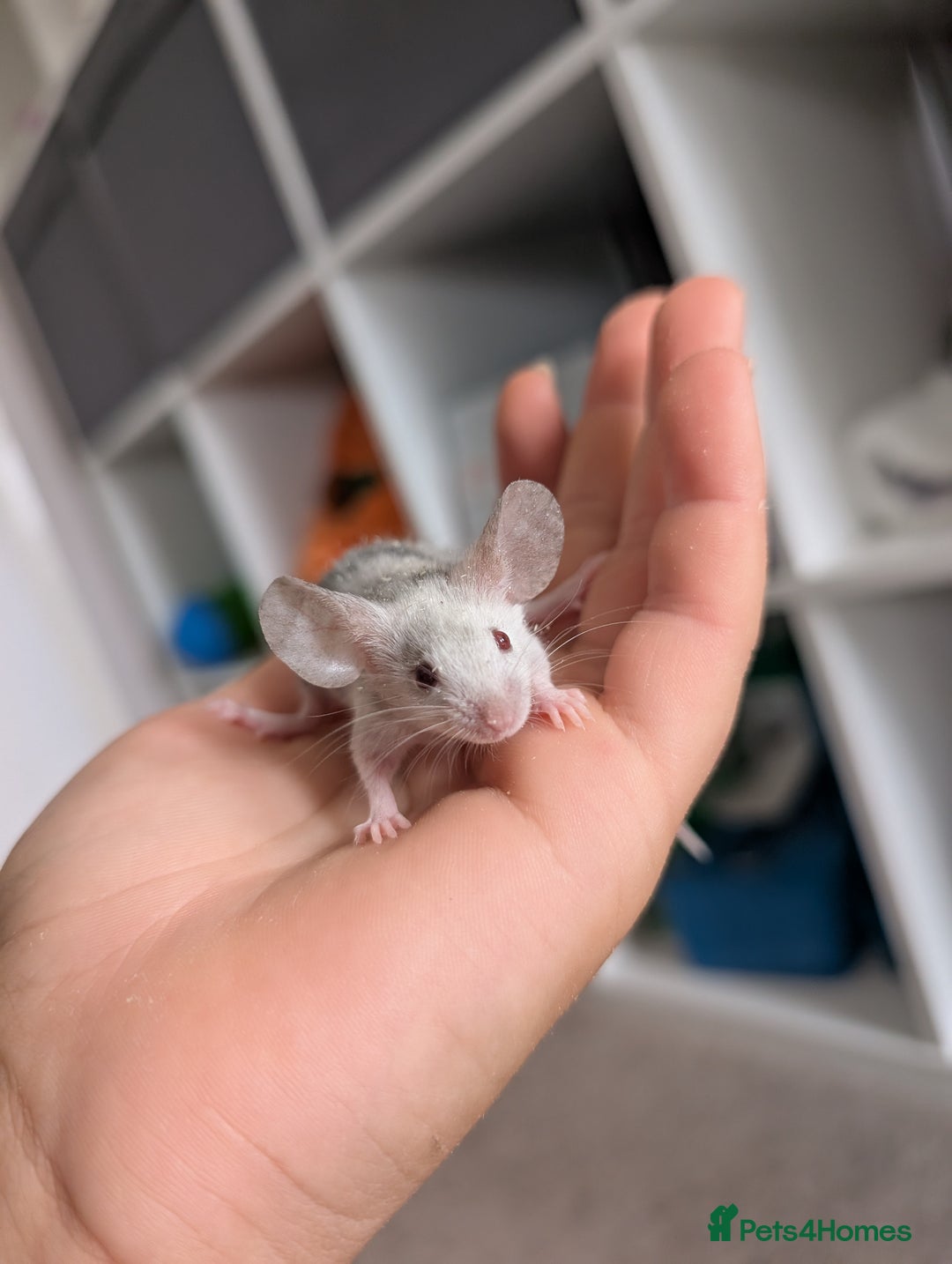 Mouse rodents for sale: Fancy mice looking for homes  - Image 5