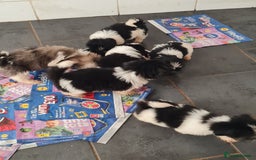 Mixed Breed dogs for sale: Tebetan terrier x shih tzu  - Image 2