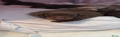 Miniature Dachshund 6
