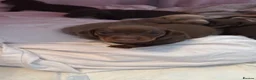 Miniature Dachshund dogs for sale: Miniature dachshund puppies  in Castleford - Advert 12