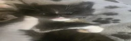 Mixed Breed cats for sale: 6 gorgeous kittens  - Advert 6