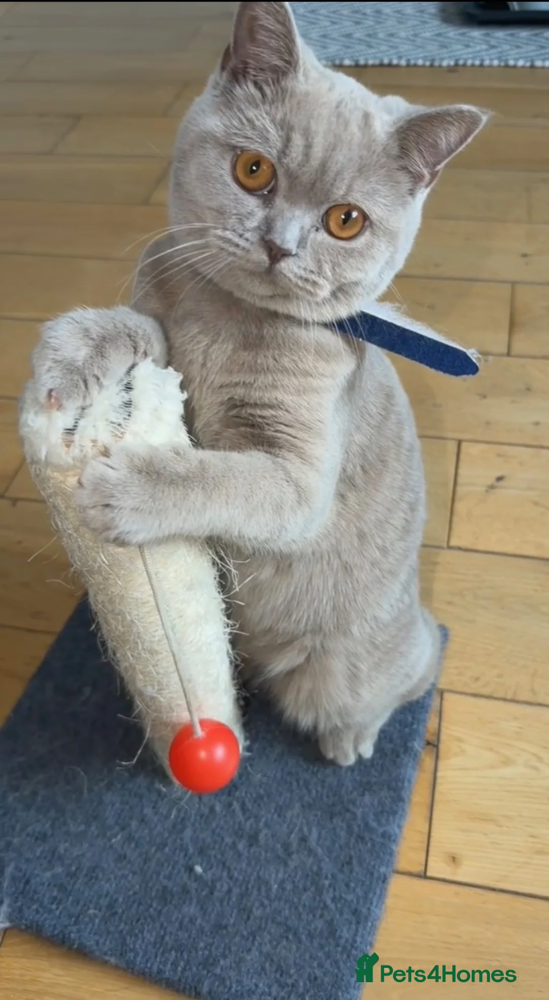 British Shorthair cats for sale: British blue short hair cat lilac cat  in Bradford - Advert 1