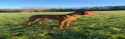 Hungarian Vizsla dogs for stud: Rare Deep Golden Rust Colour  in Chepstow - Advert 14
