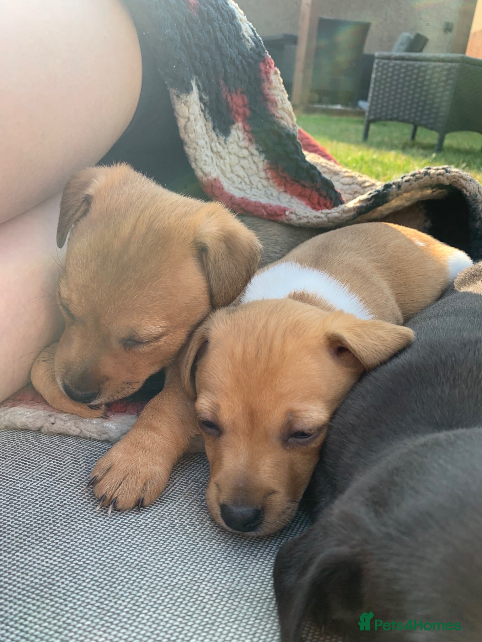 Jack Russell dogs Jack Russell pups - Advert 2