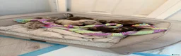 Miniature Dachshund dogs for sale:  LAST FEMALE LEFT KC|champion mini dachshund 🐾 - Advert 4