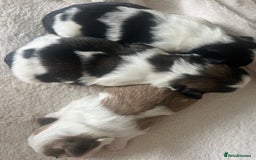 Shih Tzu dogs for sale: 5 Beautiful shihtzu  puppies for sale 2xM 3xF - Image 15