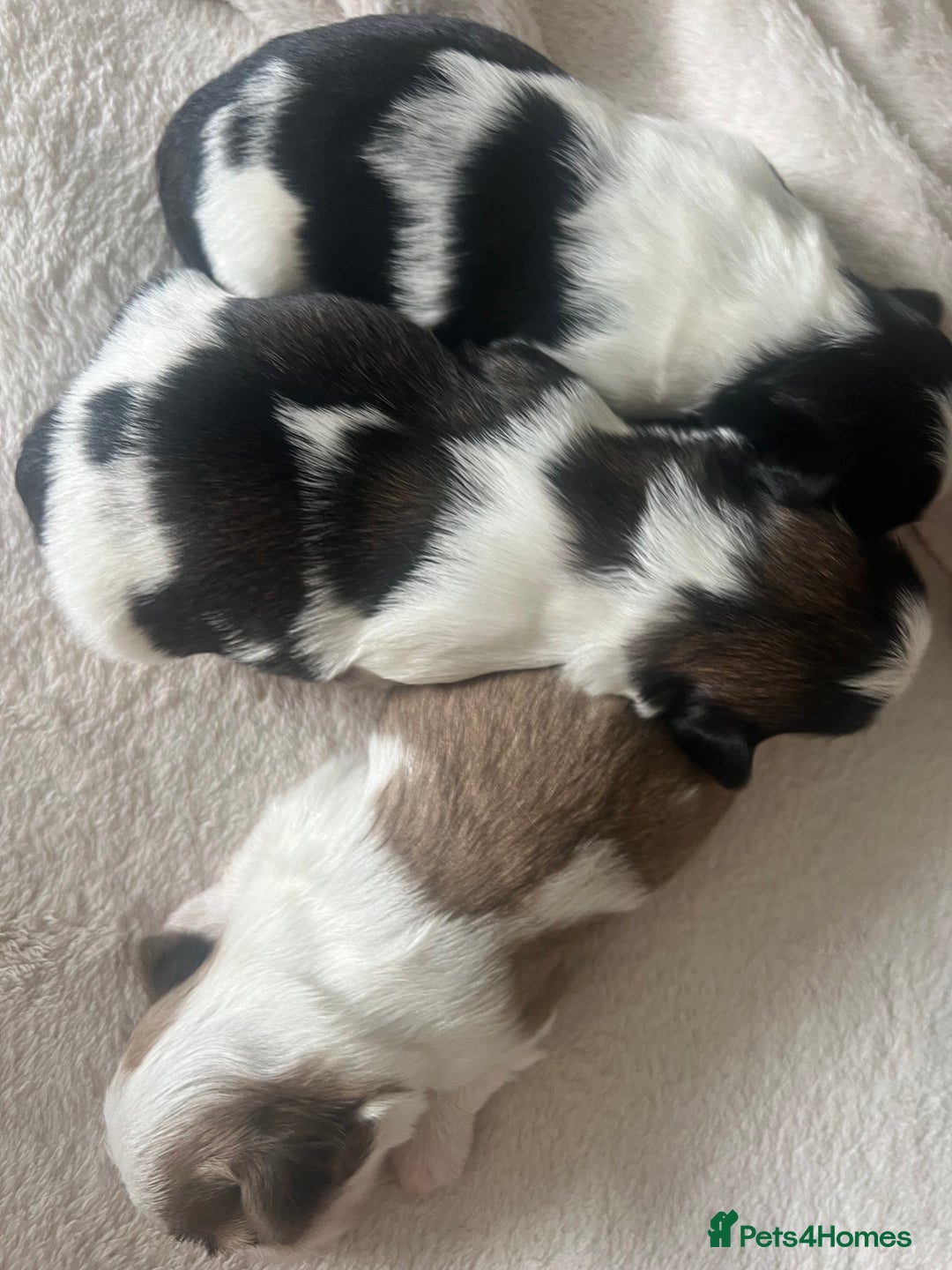 Shih Tzu dogs for sale: 5 Beautiful shihtzu  puppies for sale 2xM 3xF - Image 15