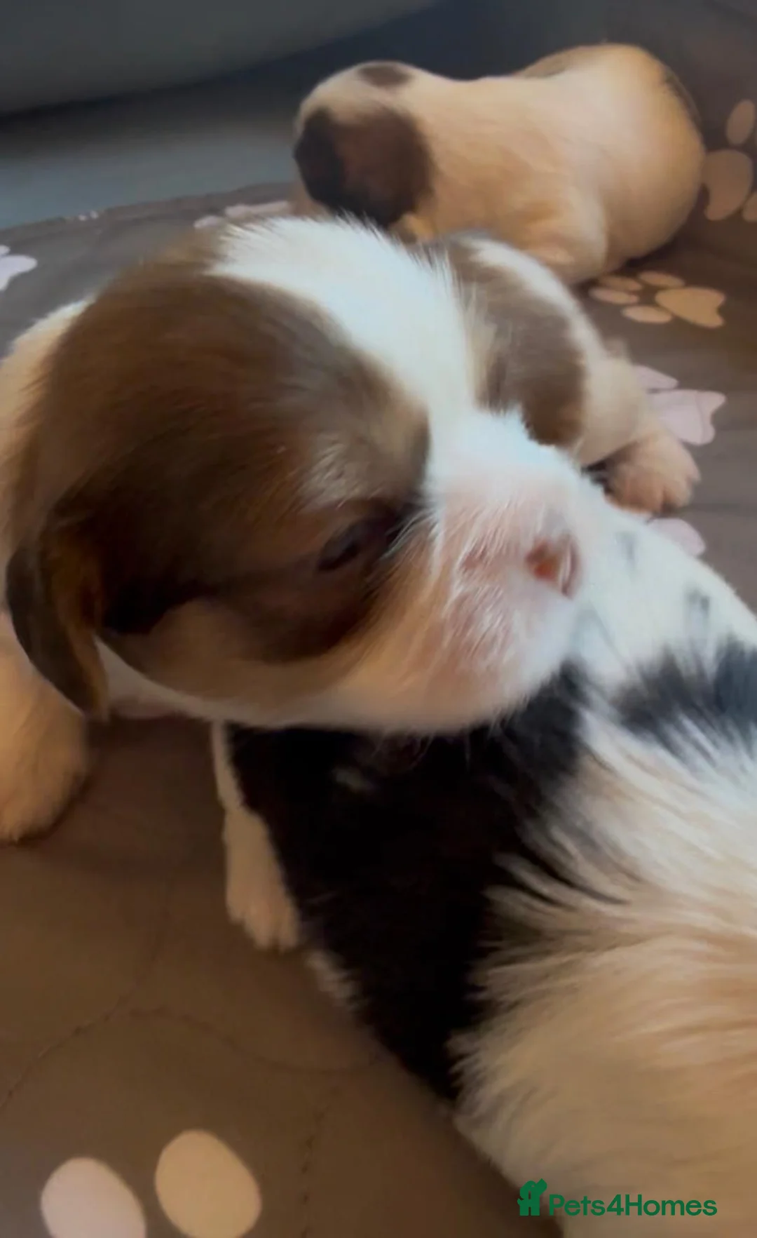 Mixed Breed dogs for sale: Lovely puppies  in Motherwell - Advert 2