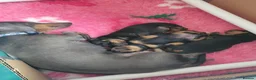 Miniature Dachshund dogs for sale: 3 Stunning Black/Tan Mini Dachshund Girls - Advert 27