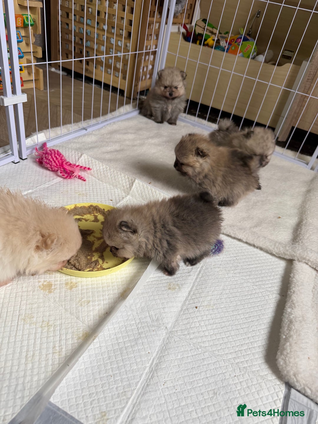 Pomeranian dogs for sale: Kc Pomeranians  - Advert 14